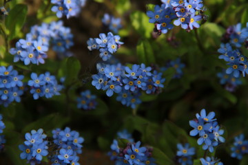 blume, lila, natur, frühling, pflanze, garden, green, aufblühen, pink, lavendel, flieder, sommer, blühen, schönheit, flora, close up, schön, floral, makro, bees, auflösungszeichen, farbe, botanik
