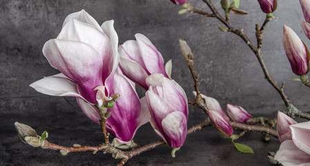 Wunderschölner Magnolienzweig Magnolie