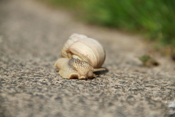 schnecke, tier, schale, bedächtig, natur, makro, isoliert, schleimig, braun, helix, nacktschnecke, garden, molluske, weiß, geschwindigkeit, close up, krabbeln, spiral, gering, fauna, haus