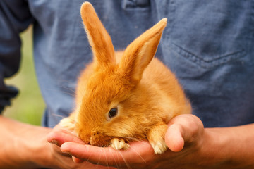 little cute rabbit sitting on his hands