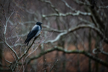 Wild bird, carrion crow perched on a branch, isolated against a bokeh background