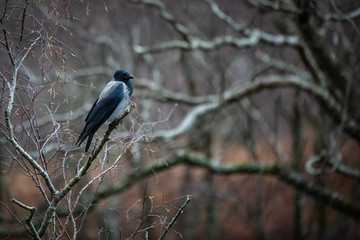 Wild bird, carrion crow perched on a branch, isolated against a bokeh background