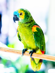 Beautiful colorful parrot sitting on the wooden stick on the blurred background