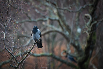 Wild bird, carrion crow perched on a branch, isolated against a bokeh background
