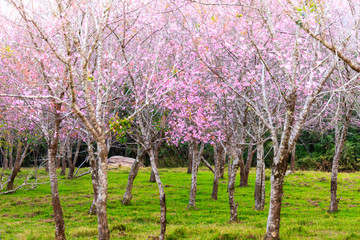 Wild Himalayan Cherry  Thailand