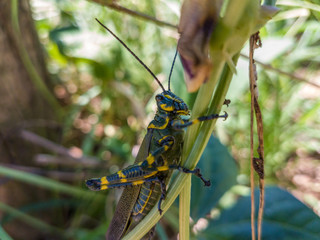 green grasshopper on grass