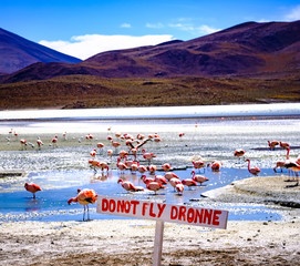 Ban on drone flight white sign on a background of sunshine lagoon with beautiful flamingos