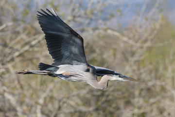 Great Blue Heron Gliding Above A Lake