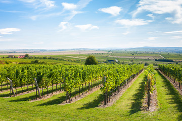 Fototapeta na wymiar vineyard, Retz, Austria