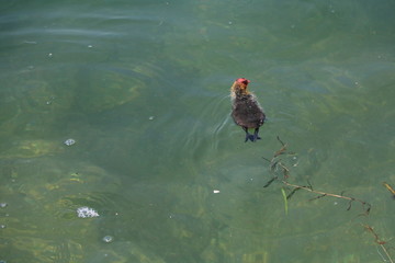 Fulica atra chick in spring, Italy