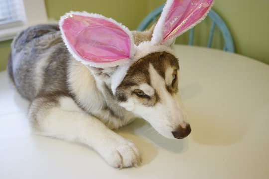 A little Husky puppy that looks like he just painted some Easter eggs wearing Bunny ears.