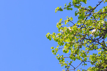 early spring trees and flowers bloom