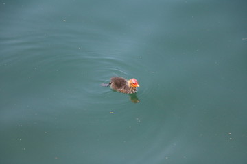 Small Fulica atra chick on Lake Maggiore, Italy