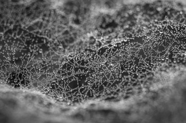 Krople rosy na pajęczej sieci - czarno białe - krople wody - 247403019