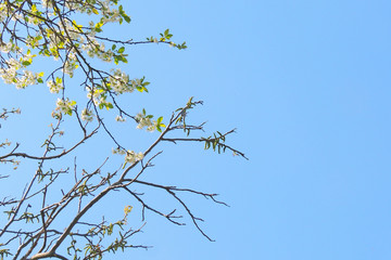 early spring trees and flowers bloom