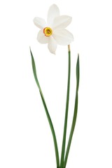 1 narcissus isolated on white background