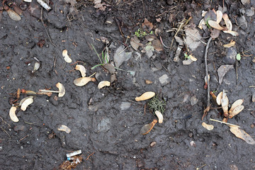 Obraz premium Muddy asphalt debris leaves rain pavement surface texture