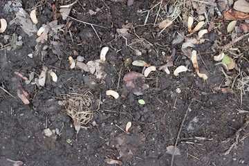 Muddy asphalt debris leaves rain pavement surface texture
