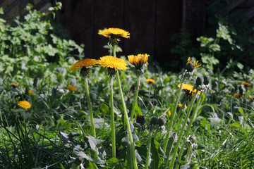 early spring trees and flowers bloom