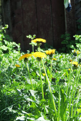 early spring trees and flowers bloom