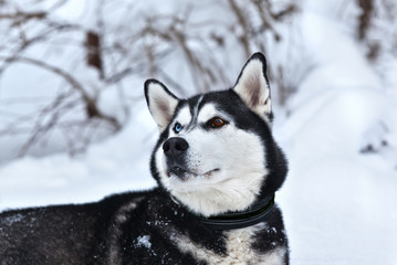og/ breed Siberian Husky portrait in winter forest