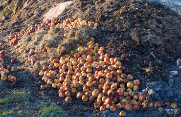 Compost preparation for soil
