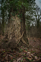 Winter Woodland Landscape