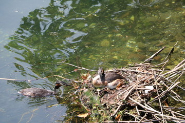 Podiceps cristatus couple on Lake Maggiore, Piedmont Italy