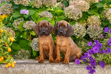 Two Bavarian Mountain Hound puppies, 8 weeks old, in a flowering garden, Germany 