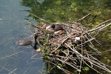 Podiceps cristatus couple on Lake Maggiore, Piedmont Italy