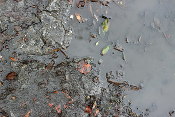 Wet asphalt puddle debris pavement surface texture