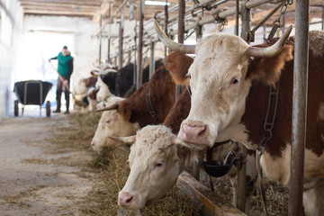 Farmer feeding cows in stable
