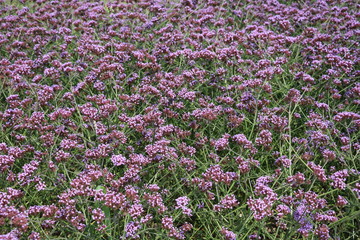 Obraz premium Blossoming Meadow of Verbena bonariensis