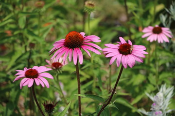 Purple coneflower or Echinacea purpurea flower in summer