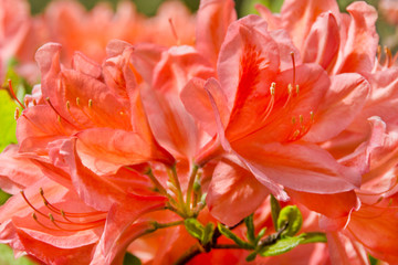 Azalea flower in the garden