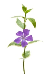 littlr purple flower Vinca