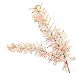 branch of tamarix  isolated. white pink spring  flowers