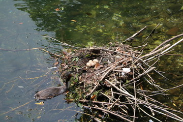 Brood nest of Podiceps cristatus couple on Lake Maggiore, Piedmont Italy