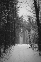 Black and white forest in the fog