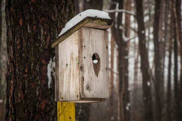 bird feeder in winter on a pine tree