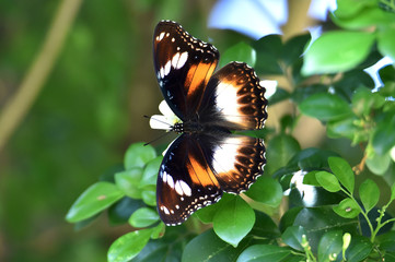 butterfly on flower