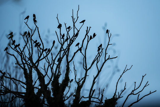 Roosting Crow Birds