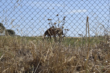 Caballos pastando en campo vallado con flores y espigas