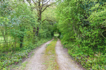 Beautiful country road in the greenery on spring