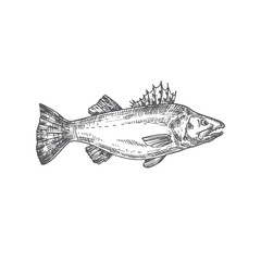 Zander Hand Drawn Vector Illustration. Abstract Pikeperch Fish Sketch. Engraving Style Drawing.
