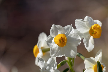 Narcissus blooming in the park in Sumida Ward, Tokyo, Japan