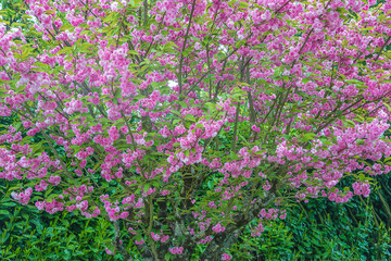 Obraz premium Beautiful blooming sakura