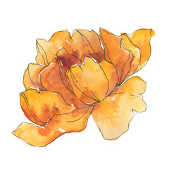 Yellow peony floral botanical flower. Watercolor background illustration set. Isolated peony illustration element.