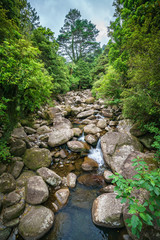Fototapeta na wymiar rocks in the stream in a forest near wairere falls, new zealand