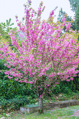Obraz premium Beautiful sakura tree in bloom